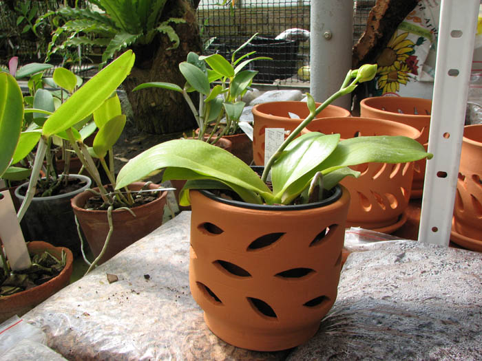 Doritaenopsis Sogo Sweet 'Sogo' x Phalaenopsis Joy Spring Canary 'Japan Peach'.jpg