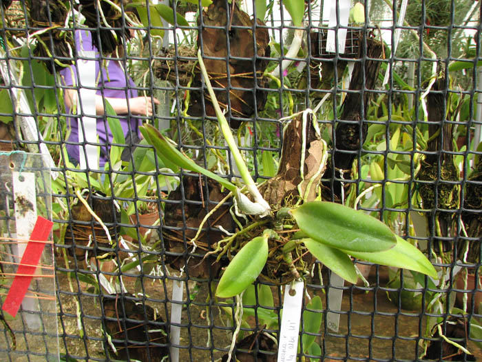 Laelia pumila amoena 'AWZ' х Laelia pumila alba 'HI'.jpg