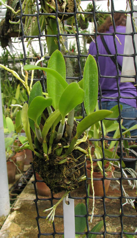 Laelia pumila tipo 'Ruby Queen' x Laelia pumila tipo 'Madrugada' (Z-15).jpg
