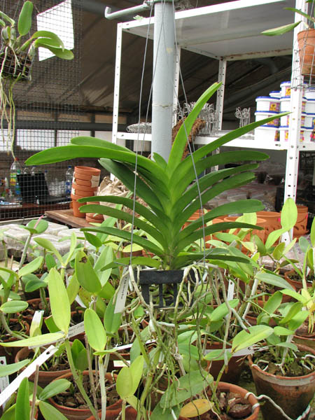 Vanda Pak Chong Blue.jpg