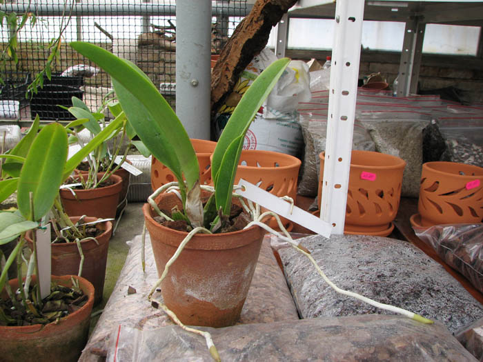 Cattleya percivaliana 'Alberts' (original) (02-6) x Cattleya percivaliana.jpg