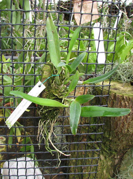 Cattleya percivaliana tipo XXX x Cattleya percivaliana 'Summit - Mutante'.jpg