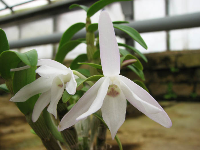 Dendrobium moniliforme Raizan.jpg