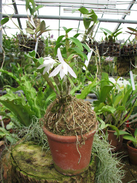Dendrobium moniliforme Raizan plant.jpg