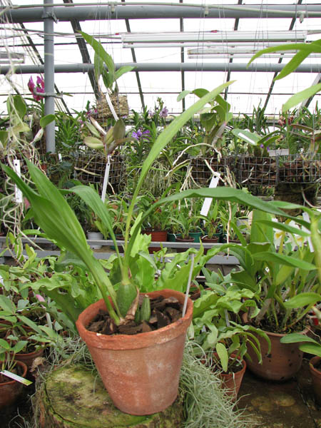 Zygopetalum 'Rhein Blue Angel'.jpg