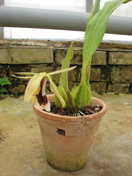 Coelogyne speciosa.jpg