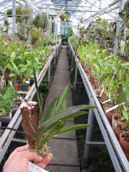 Oncidium (Tolumnia) Red Spot Maliwan.jpg