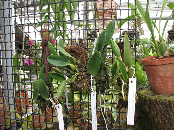 Laelia sincorana XXXX x Laelia sincorana coerulea.jpg