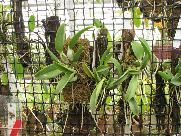 Laelia sincorana var coerulea.jpg