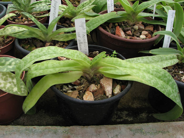 Paphiopedilum Pinocchio x godefroyae var album.jpg