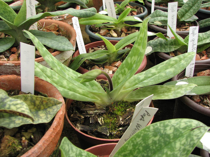 Paphiopedilum sukhakulii.jpg