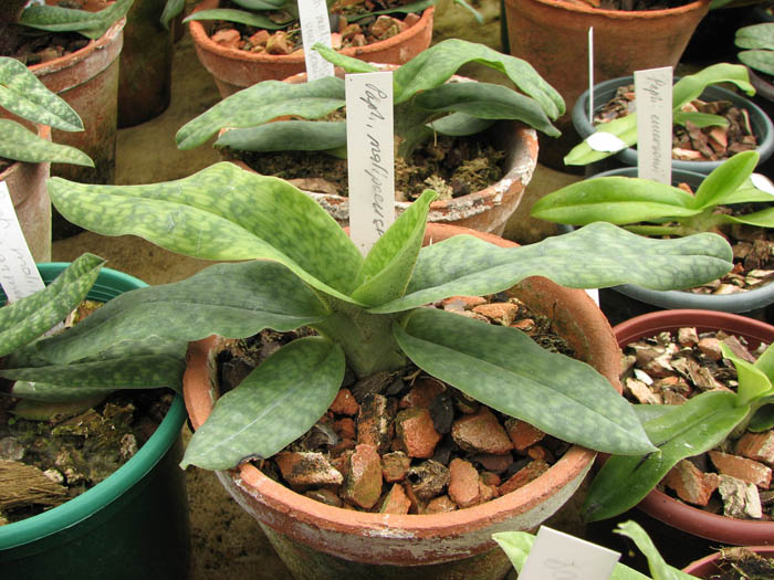 Paphiopedilum Memoria Larry Heuer (malipoense x emersonii).jpg