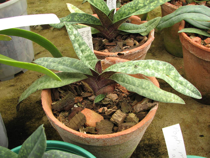 Paphiopedilum armeniacum '#17' x Paphiopedilum vietnamense 'In-Charm'.jpg