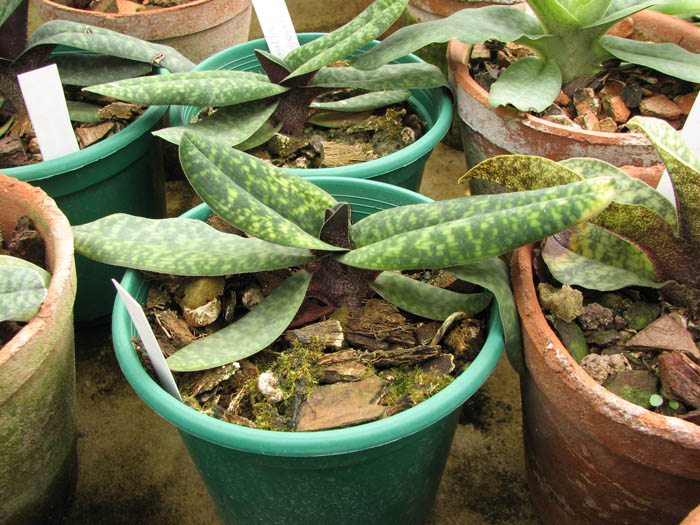 Paphiopedilum Norito Hasegawa (malipoense x armeniacum).jpg