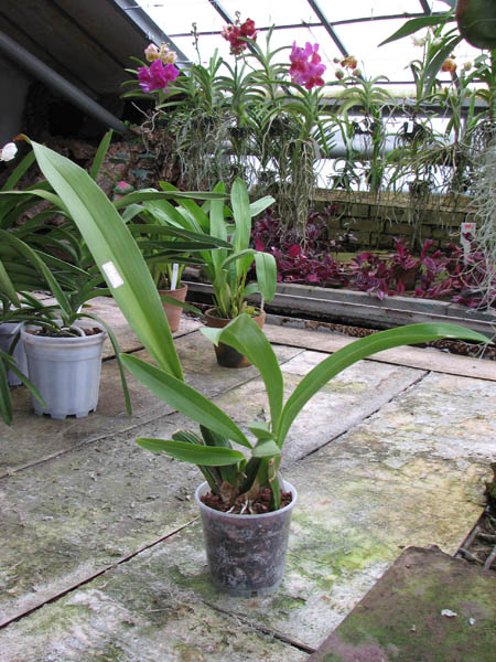 Brassia Enteral Wind 'Summer Dream'.jpg