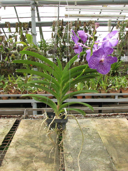 Vanda Tokyo Blue.jpg