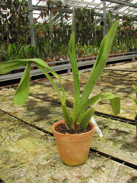 Odontoglossum wyattianum.jpg