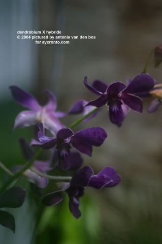 dendrobium%20X%20hybride%2001.jpg