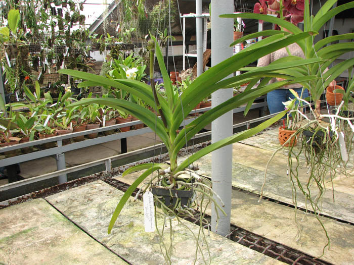 С цветоносом