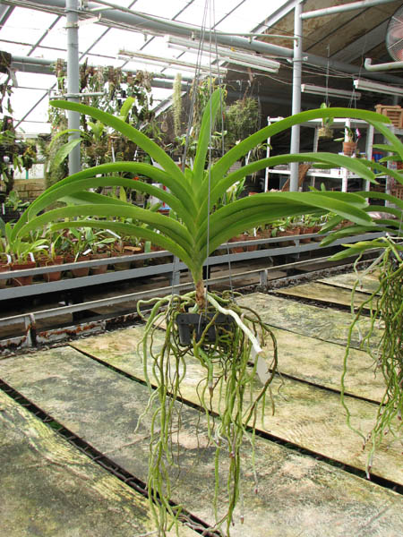 Без цветоноса