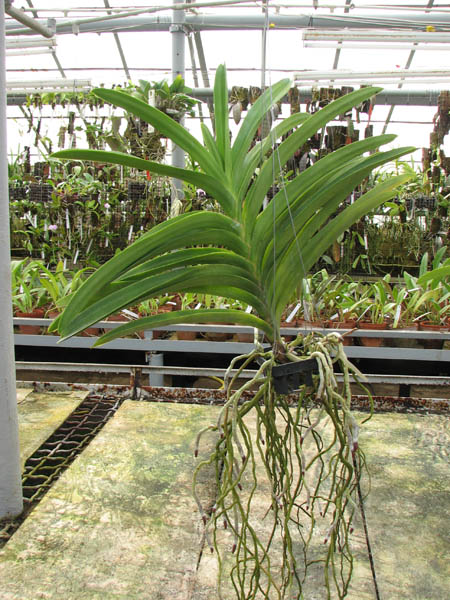 С цветоносом