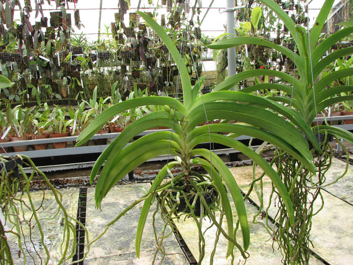 Vanda Srakaew - Vanda Bitz's Heartthrob x Vanda Sankamphaeng - Chao Phraya Sapphire.jpg