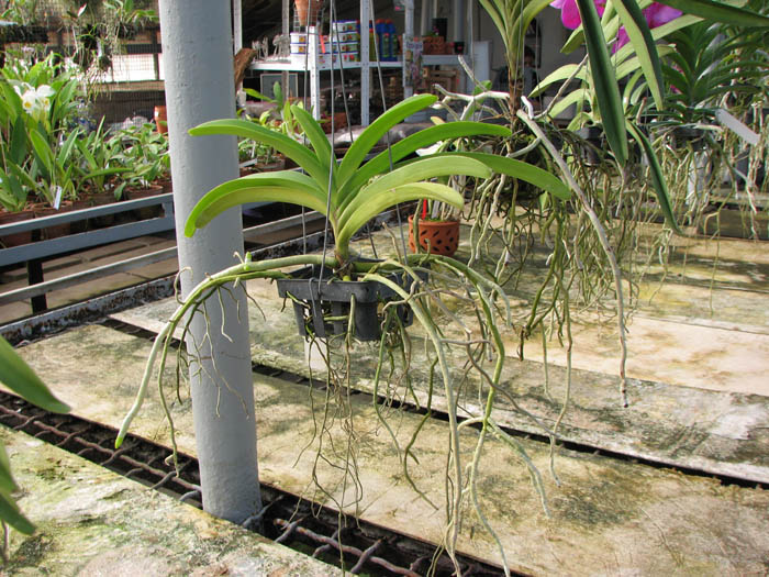 Vascostylis Five Friendship x Rhynchostylis coelestis blue.JPG