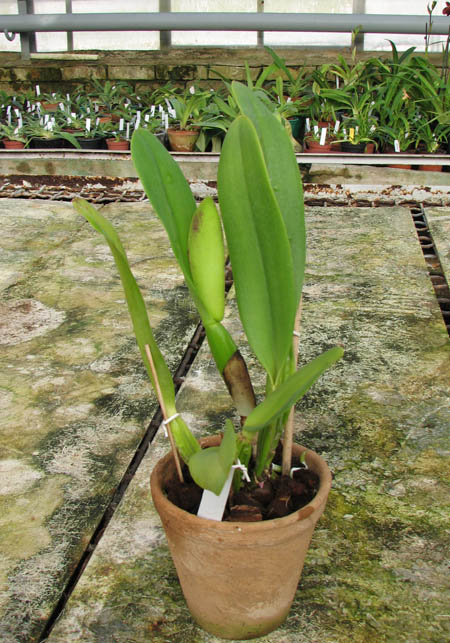 Brassolaeliocattleya Pink Empress 'Ju-Sen'.jpg