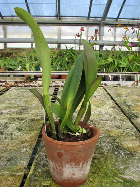 Blc Sanyung Ruby 'Shin Mei'.jpg