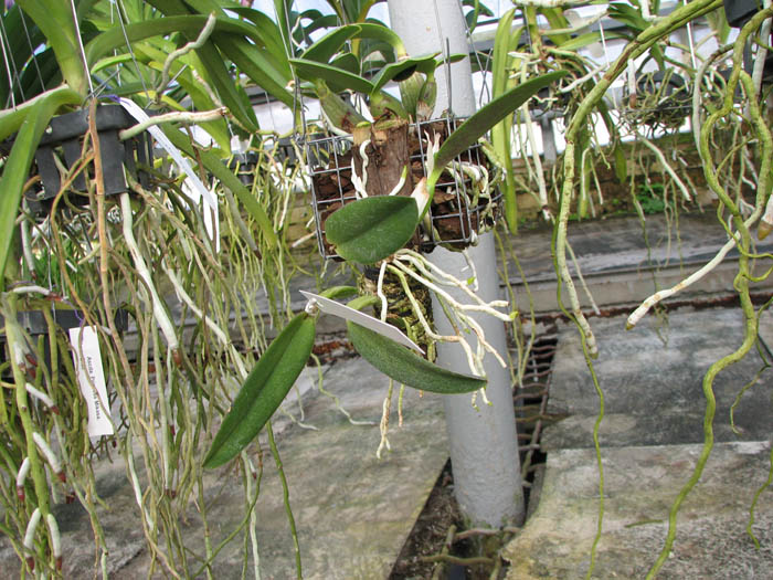 Laelia alaori suave 'Binot' x Cattleya luteola 'Big Star'.jpg
