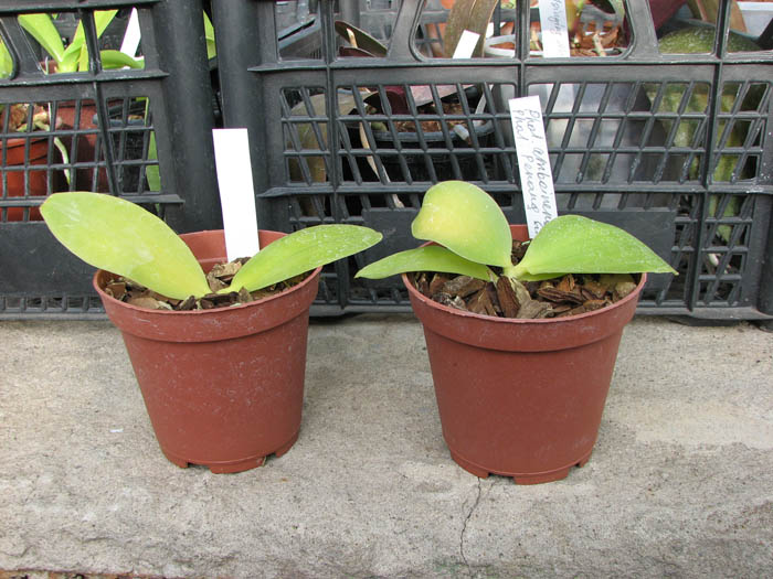 Phalaenopsis amboinensis x Phalaenopsis Penang Girl.jpg