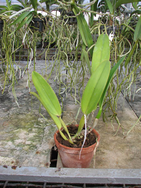 Cattleya labiata coerulea 'Bastiao' x Cattleya labiata coerulea 'Lourival'.jpg