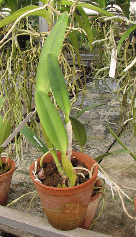 Cattleya percivaliana 'Alberts' (original) (02-6) x Cattleya percivaliana.jpg