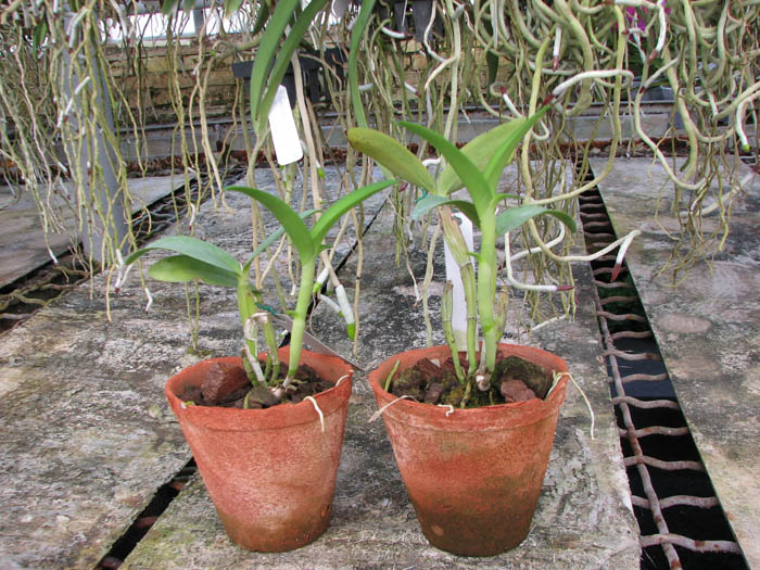 Guarianthe aurantiaca.jpg