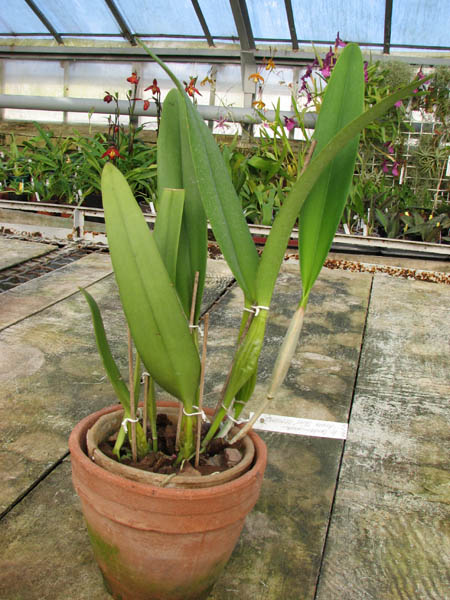 Laeliocattleya Canhamiana coerulea 'Azure Skies.jpg
