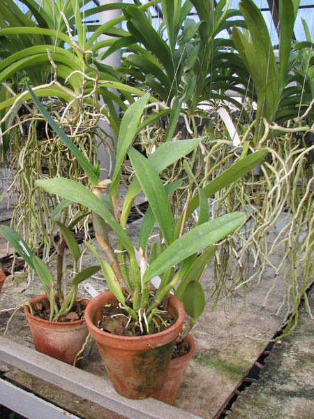 Laeliocattleya Azul Madoka 'Hsinying Blue Star'.jpg