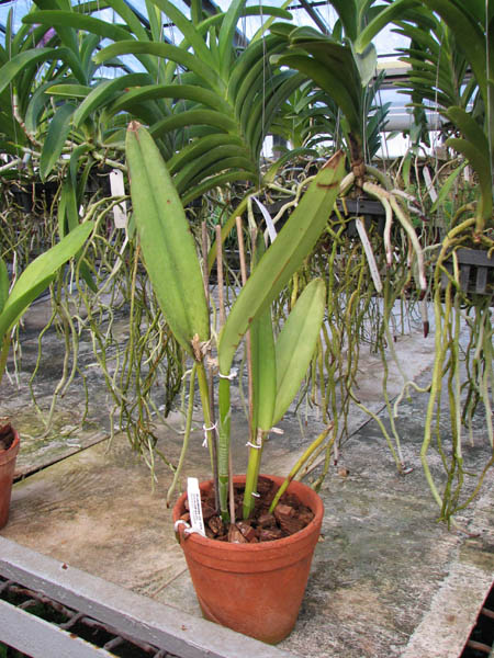 Cattleya maxima tall.jpg