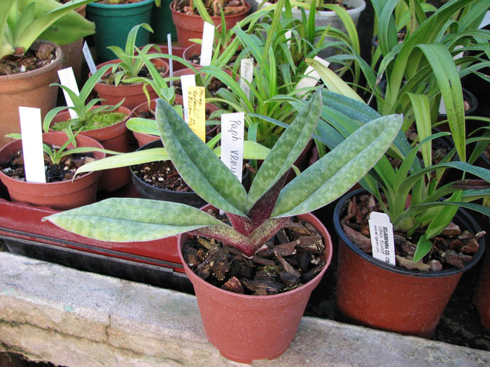 Paphiopedilum venustum.jpg