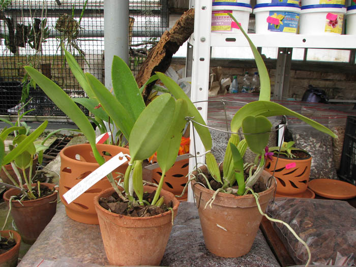 Cattleya labiata coerulea 'Bastiao' x Cattleya labiata coerulea 'Lourival'.jpg