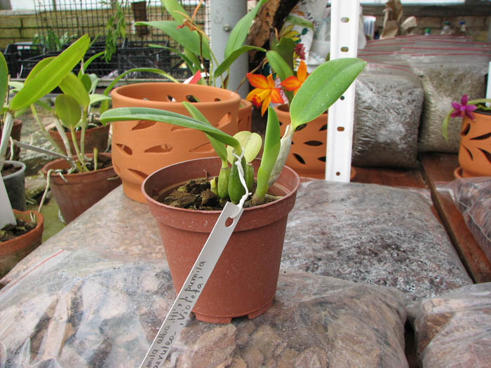 Laelia pumila alba 'HI' х Laelia pumila coerulea 'Violeta'.jpg