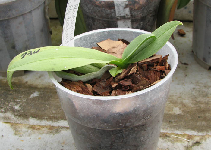 Doritaenopsis Meidarland Annaberry 'Meidarland'.jpg