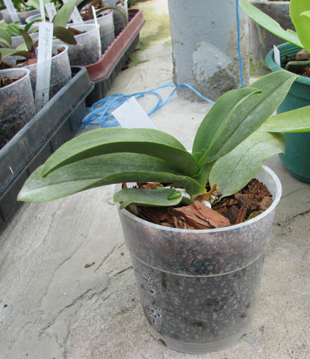 Doritaenopsis Sogo Chabstic.jpg