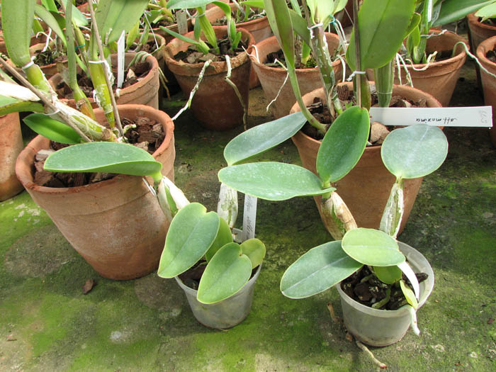 Cattleya walkeriana.jpg