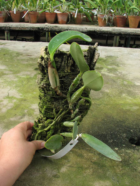 Cattleya walkeriana blok.jpg