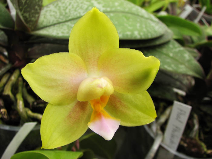 Doritaenopsis Sogo Sweet 'Sogo' x Phalaenopsis Joy Spring Canary 'Japan Peach'.jpg