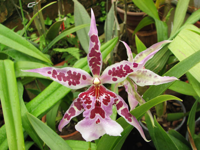 Beallara Peggy Ruth Carpenter 'Morning Joy'.jpg