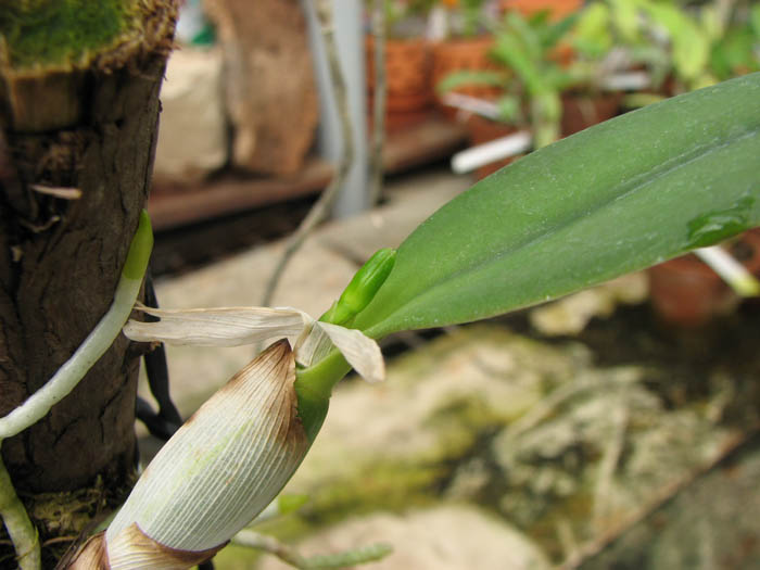 Laelia alaori suave 'Binot' x Cattleya luteola 'Big Star'.jpg