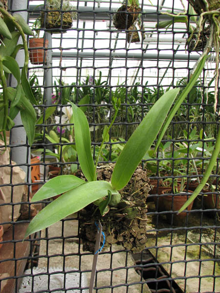 Prosthechea vitellina.jpg