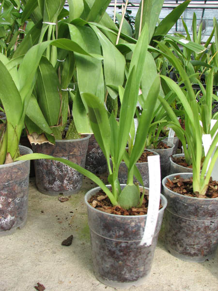 Oncidium Twinkle 'CT Delight'.jpg