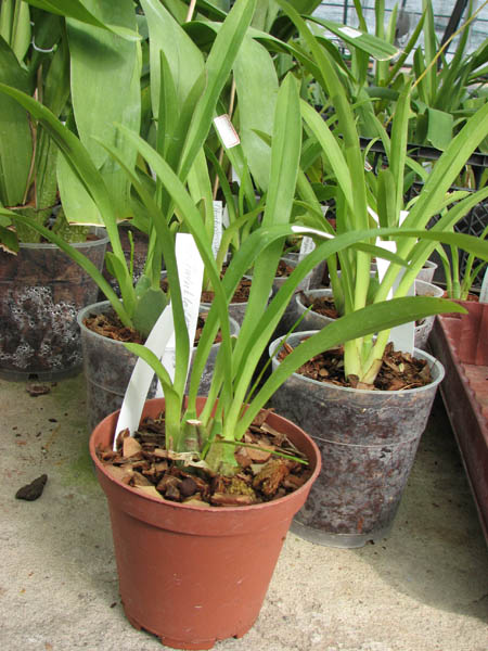 Oncidium Twinkle 'CT Flamingo'.jpg